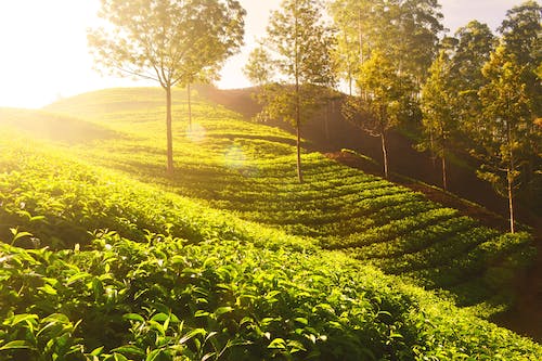 What kind of tea does Mengding Yellow Bud belong to? Recognize the good tea around us-Mengding Huangya