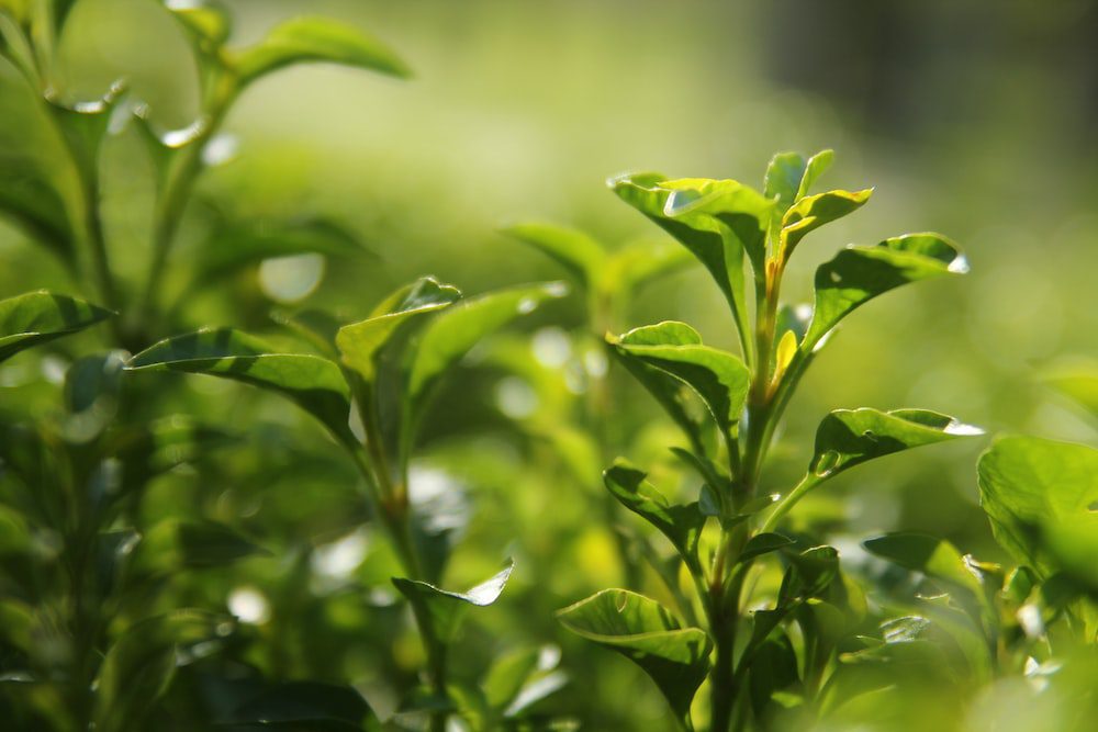 Mengding Ganlu: The leading green tea, is it fried or roasted?