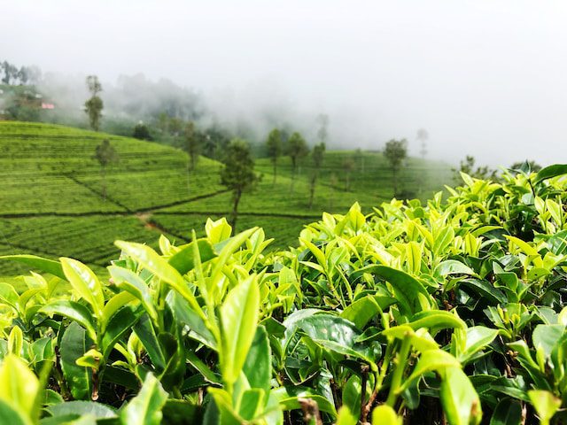 Once known as the country's top ten famous tea Sichuan tea Mengding Ganlu, now why the obscurity?