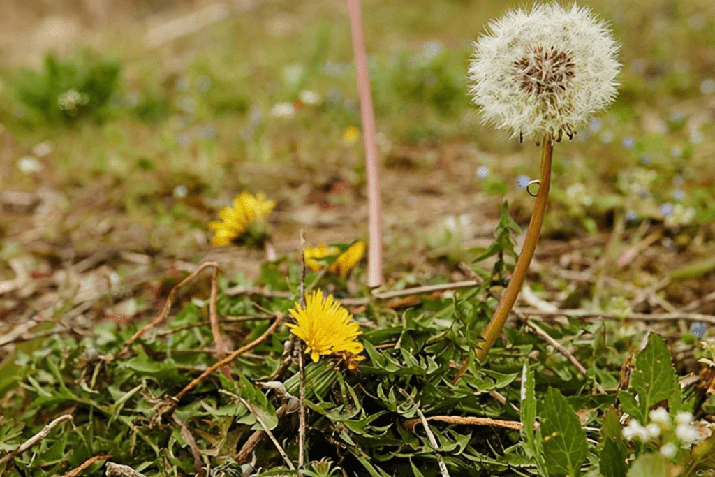 Dandelion Tea Benefits and Effects: A Treasure of Natural Remedies