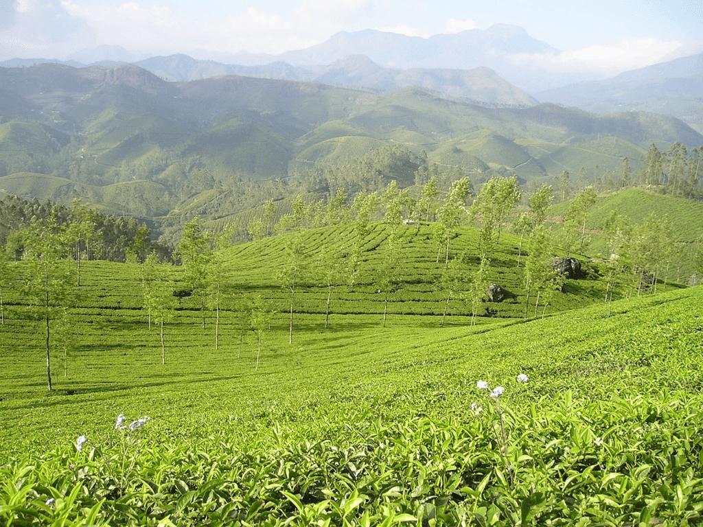 Yunnan black tea: the soul of craftsmanship, the charm of tea aroma