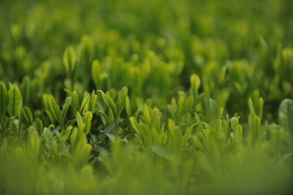 雨前茶和明前茶究竟哪个更好？