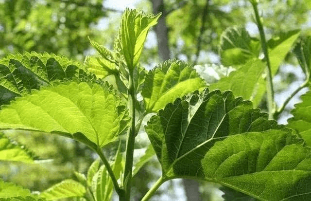 Mulberry Leaf Tea Miraculous Effects and Indications