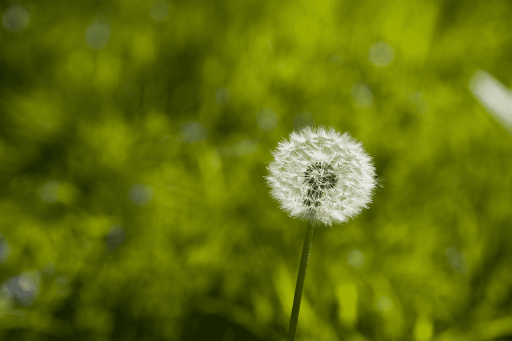 Dandelion Tea A Natural Gem to Clear Heat and Detoxify the Body