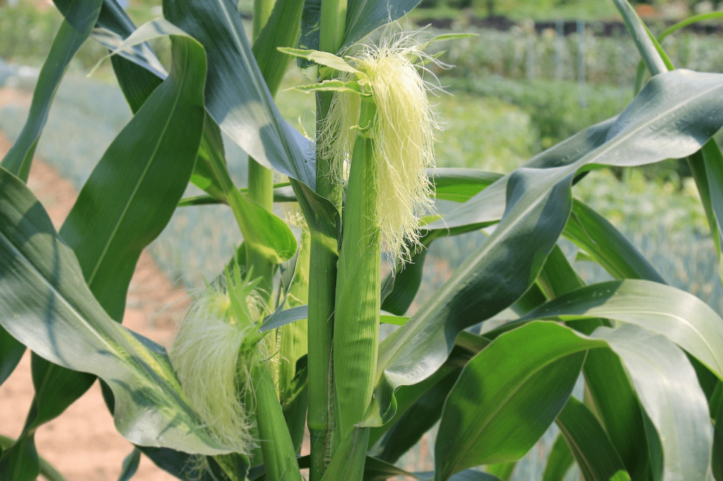 Cornhusk Tea: A Healthy Gift from Nature