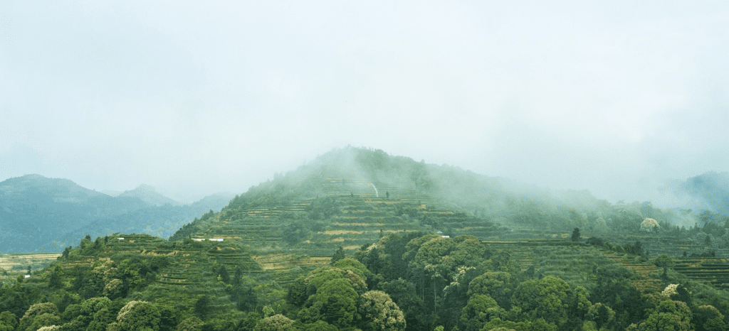 Why do high mountain clouds produce good tea?