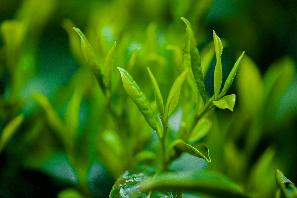 Which is better, black tea or green tea?