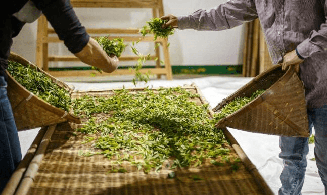 Withering process: a key step in tea making