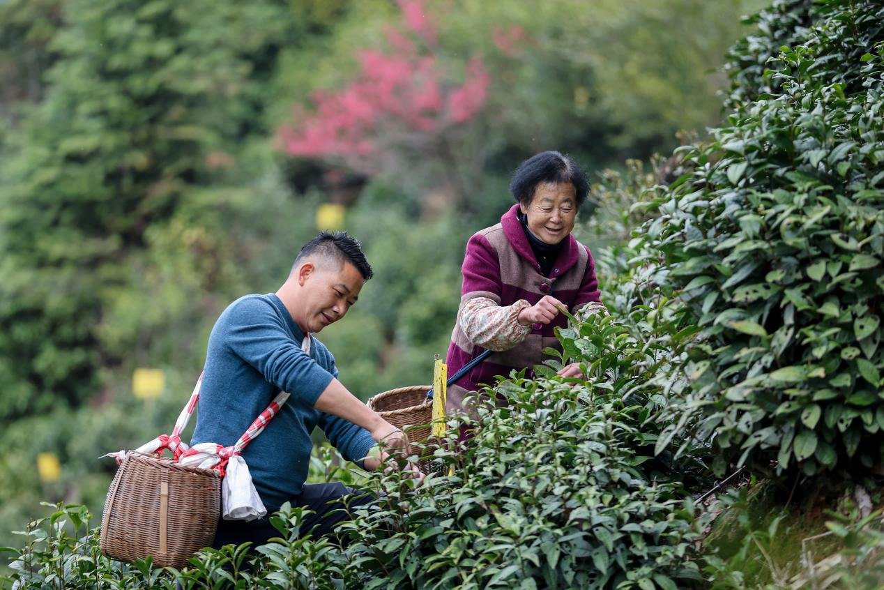 黄山毛峰价格一斤是多少？解密黄山毛峰的价格秘密！