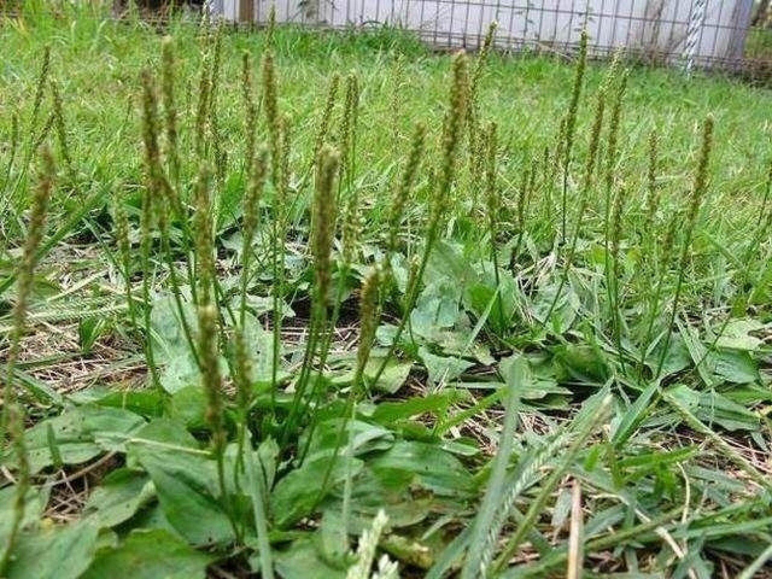 车前草泡茶降尿酸，天然方法解决高尿酸困扰