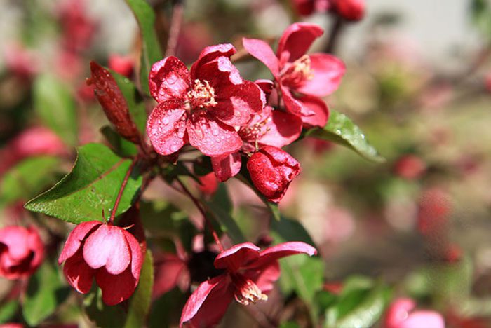 Effects and benefits of begonias in tea