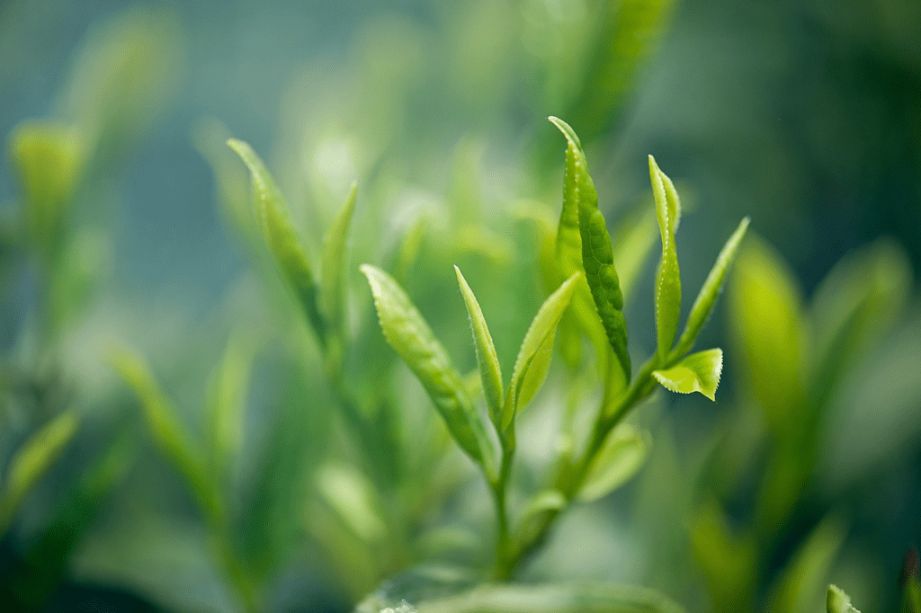 明前茶是什么意思？春天的第一缕茶香，你了解多少？