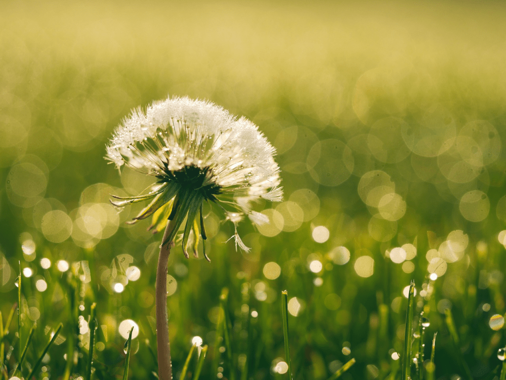 How to concoct dandelion root for tea?