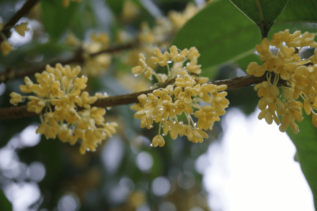 Can I make a tea with cinnamon and fritillary?