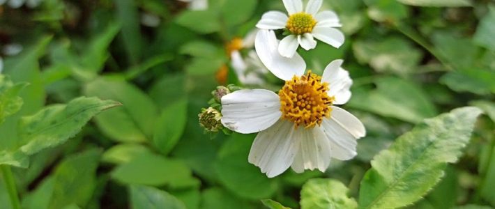 探秘白花鬼针草：如何用它的花泡出一杯健康养生茶