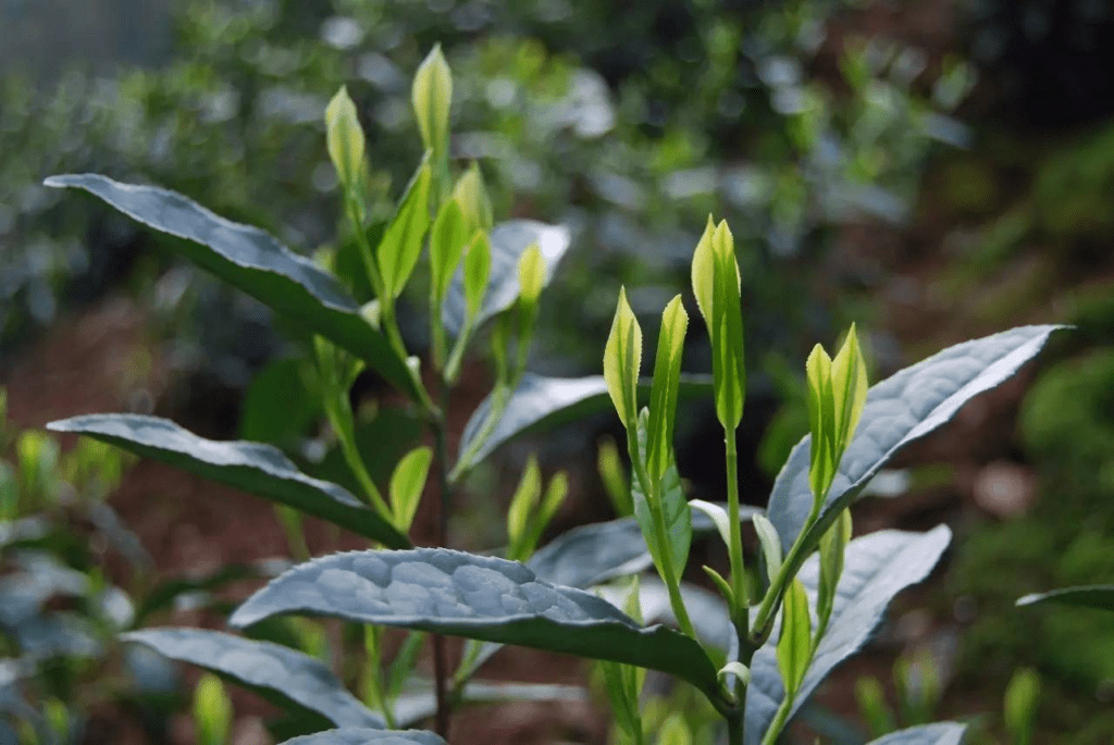 太平猴魁属于什么茶类？绿茶中的瑰宝，兰花香韵沁人心脾。