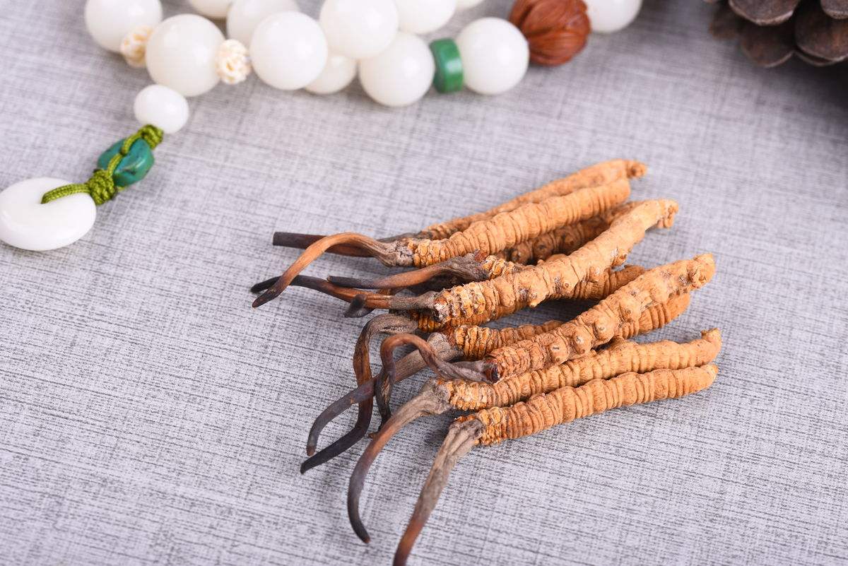 Cordyceps tea brewing method and efficacy details