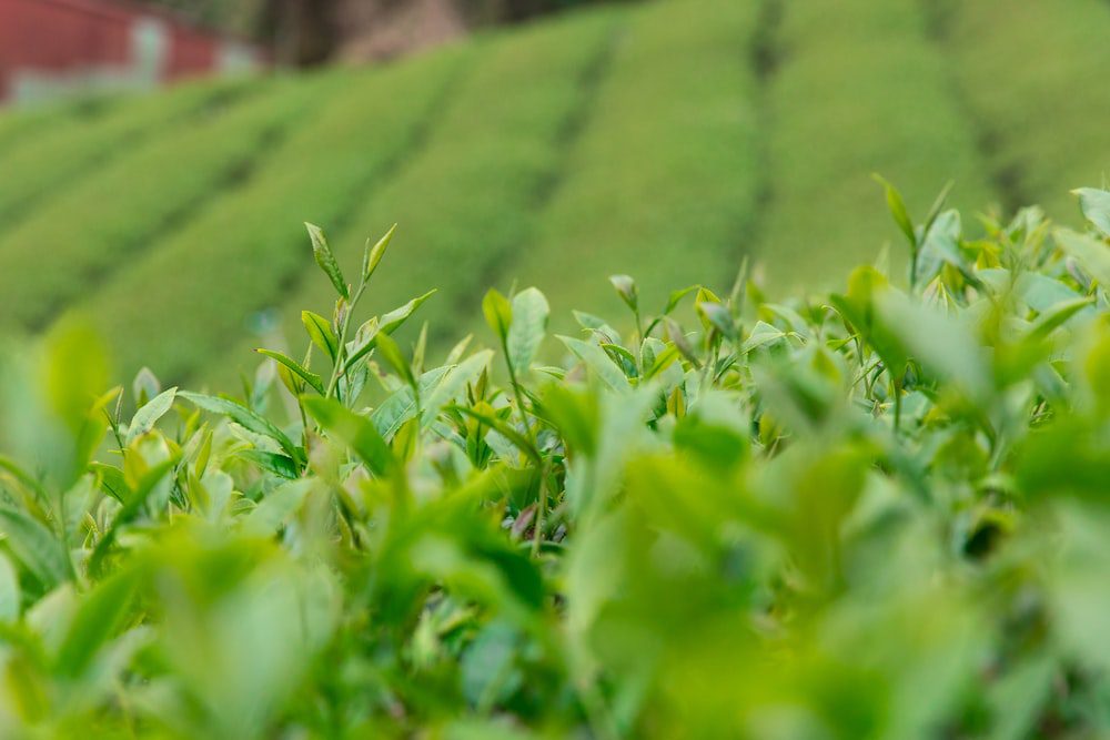 What are the tea leaves of Ya'an Mengding Mountain? -Yuomi Tea Mountain